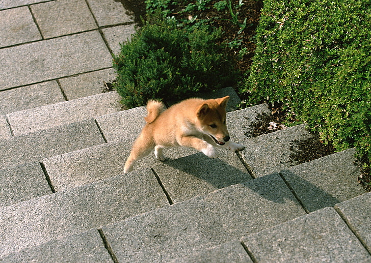 red sesame shiba inu puppy, puppy, dog, steps, HD wallpaper
