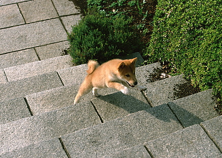 czerwony sezam shiba inu szczeniak, szczeniak, pies, kroki, Tapety HD HD wallpaper
