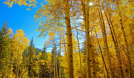 low angle photo of trees at the forest under blue sky, animas river, colorado, animas river, colorado, Animas River, Canyon, Colorado  low, low angle, photo, forest, blue sky, Trees, Landscape, National Geographic, gear, me, Finest, Images, nature, tree, autumn, outdoors, yellow, leaf, woodland, scenics, sunlight, season, beauty In Nature, gold Colored, HD wallpaper HD wallpaper