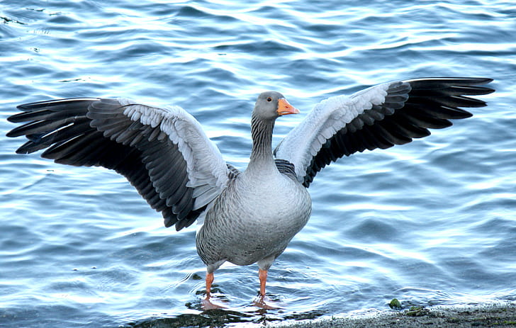 gray goose wings open near shore, gray goose, wings, open, shore, bird, nature, animal, wildlife, beak, lake, goose, water, HD wallpaper