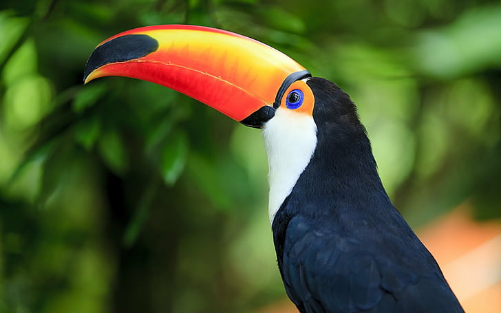 Birds, Toco toucan, HD wallpaper