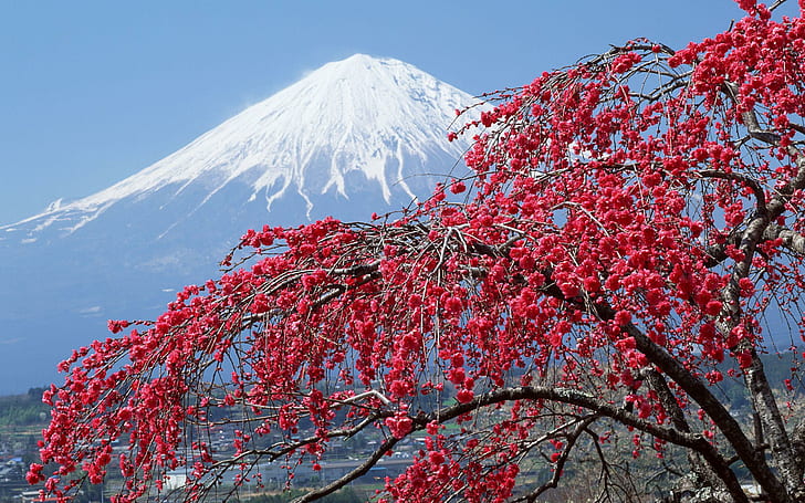 vernal equinox in japan, japan, sakura, mountains, vernal equinox in japan, japan, sakura, mountains, HD wallpaper