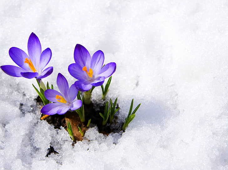 fioletowe kwiaty krokusów, fioletowe, makro, śnieg, kwiaty, wiosna, krokusy, pąki, pierwiosnek, fiolet, сrocus, Tapety HD