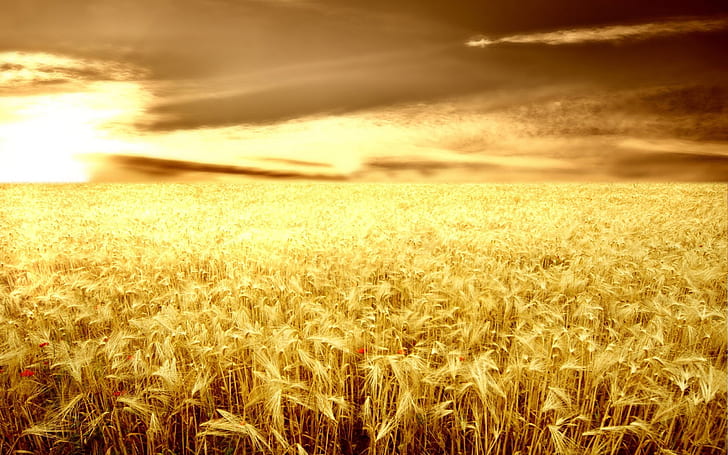 Sunset Over The Wheat Field Wallpaper , Nature Wallpaper, Sunset Wallpaper, Wheat Hd & Widescreen Wallpaper For Your Desktop., HD wallpaper