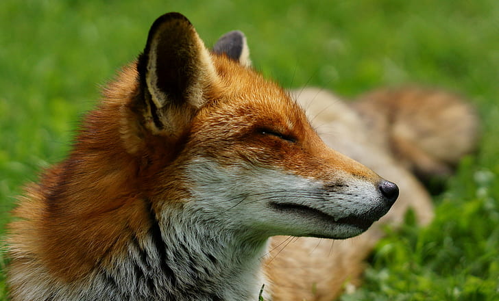 close-up photography of red fox during daytime, flo, flo, close-up photography, daytime, British  Wildlife  Centre, Newchapel  Surrey, Vixen, Vulpes, Trimming, fox, red Fox, animal, wildlife, nature, mammal, animals In The Wild, carnivore, outdoors, HD wallpaper