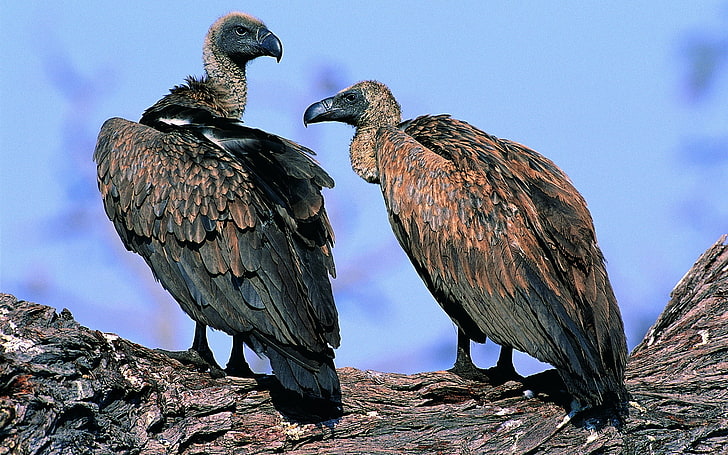 two gray vultures, vultures, pair, birds, predators, HD wallpaper