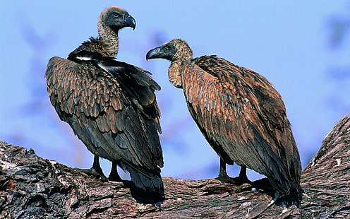 two gray vultures, vultures, pair, birds, predators, HD wallpaper HD wallpaper