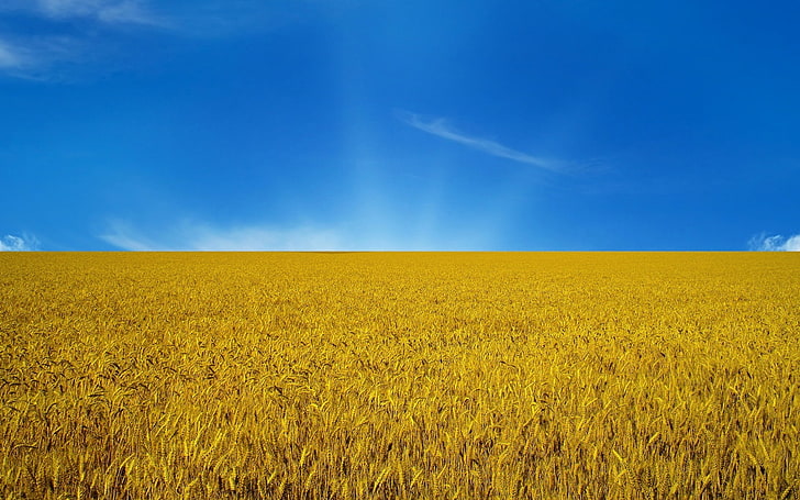 campo marrom sob o céu azul, o céu, bandeira, Ucrânia, HD papel de parede