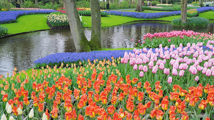 カラフルなキューケンホフ庭園、リッセ、オランダ、花/庭、 HDデスクトップの壁紙