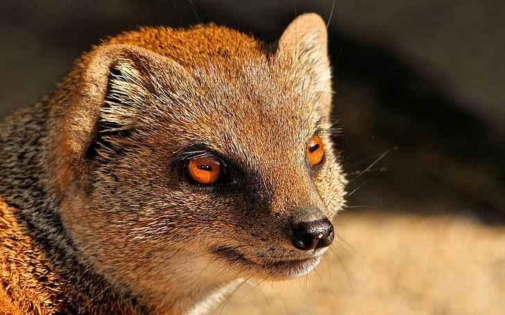 Mongoose, predator, red eyes, brown short coated animal, Mongoose, Predator, Red, Eyes, HD wallpaper