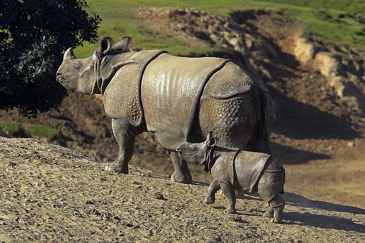 zwierzęta, nosorożec indyjski, Tapety HD