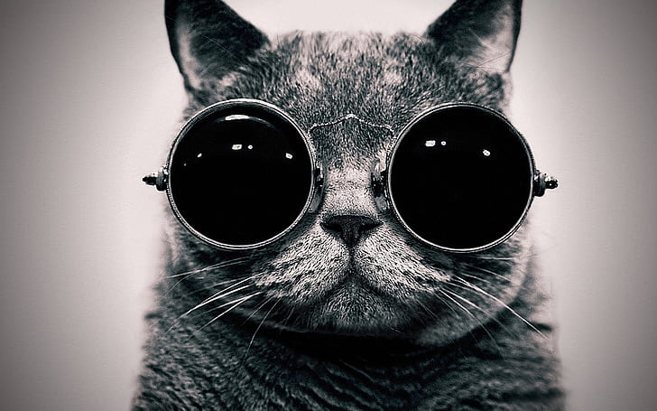 animals, cats, Glasses, hippie, monochrome, punk, schrodinger, schrodingers, steam, sunglasses, HD wallpaper