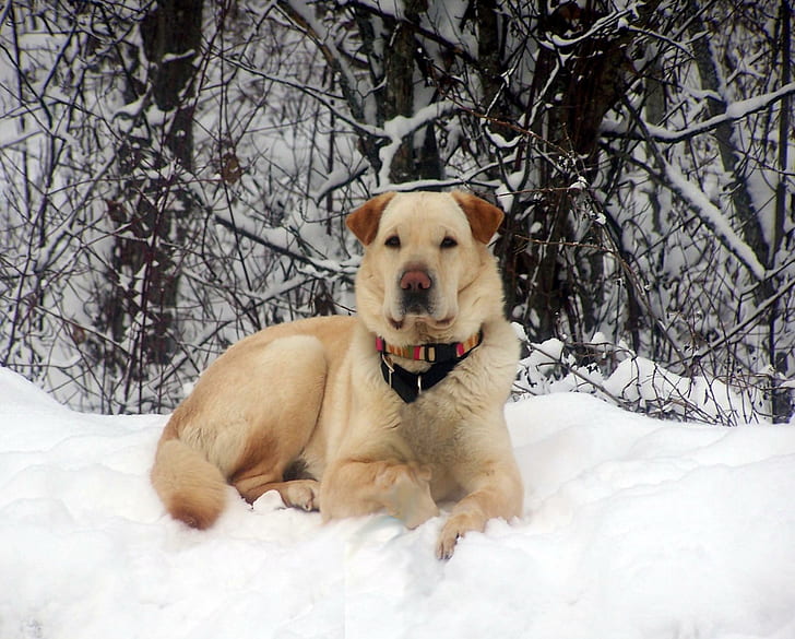 Casey Berpose Di A Snowbank, berpose, musim dingin, binatang, Wallpaper HD