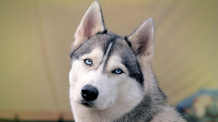 Siberian Husky, dog, animals, closeup, looking at viewer, HD wallpaper