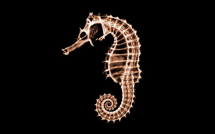 Seahorse Black X-Ray HD, animals, black, x, ray, seahorse, HD wallpaper