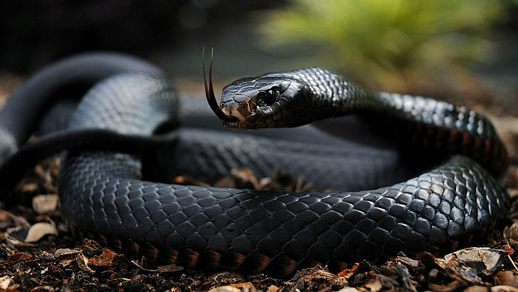 serpiente negra, serpiente, lengua, escamas, venenosa, Fondo de pantalla HD