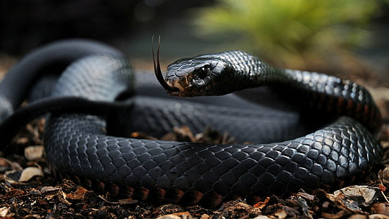 черная змея, змея, язык, чешуя, ядовитая, HD обои HD wallpaper