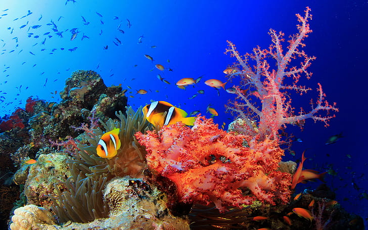 عالم تحت الماء Okean المرجان الاستوائية الأسماك الملونة HD خلفيات سطح المكتب، خلفية HD