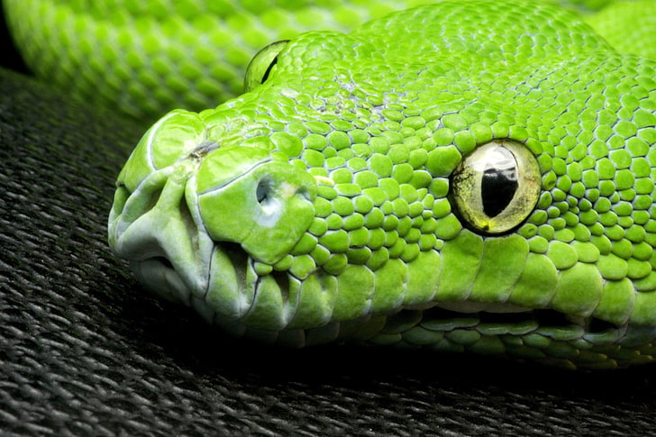 grön orm, natur, djur, gula ögon, orm, närbild, grön, hud, mönster, reptiler, vilda djur, HD tapet