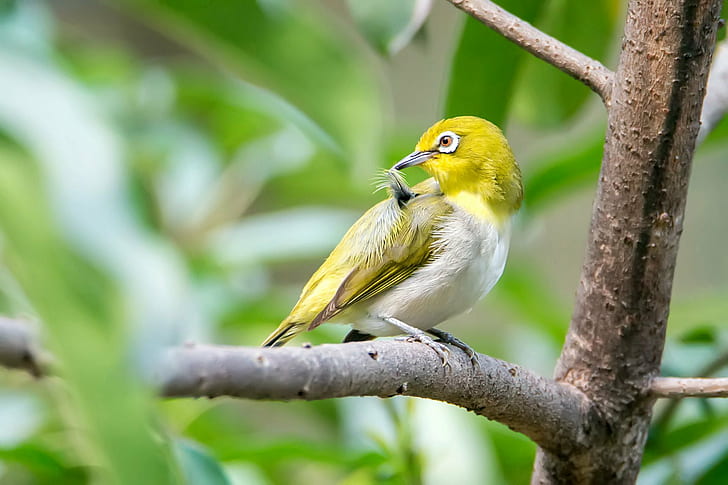 yellow and white bird on tree branch during daytime, japanese white-eye, japanese white-eye, Japanese White-eye, yellow, white bird, tree branch, daytime, Japanese  White-eye, bird, nature, animal, wildlife, beak, branch, outdoors, animals In The Wild, tree, feather, HD wallpaper