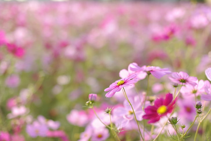 selective focus photography of pink Cosmos flower, Anjo, Cosmos, selective focus, photography, flower, Pink, shrine, 安城, Aichi, Nikon  D3S, Sigma, F1.4, EX, DG, HSM, nature, pink Color, plant, summer, outdoors, springtime, cosmos Flower, HD wallpaper