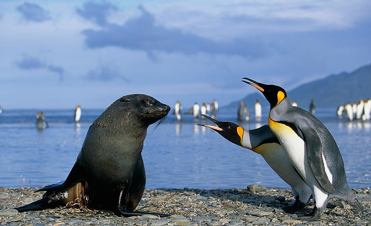 Two King Penguins And A Seal, Antarctica, black seal, Travel, Antarctica, Penguins, Seal, baby penguins, HD wallpaper