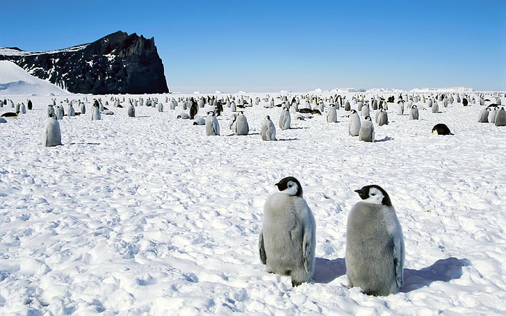 Antartide, imperatore, piedi, felice, pinguini, Sfondo HD