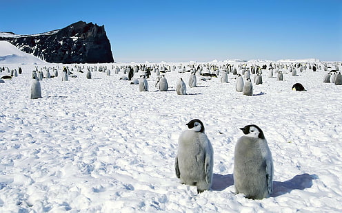antarctique, empereur, pieds, heureux, pingouins, Fond d'écran HD HD wallpaper