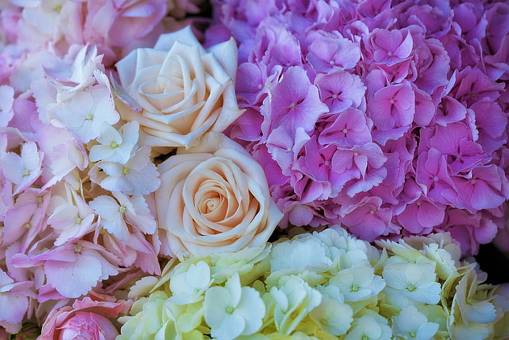 ดอกไม้, ดอกไม้, โลก, ไฮเดรนเยีย, พาสเทล, ดอกไม้สีชมพู, กุหลาบ, ดอกไม้สีขาว, วอลล์เปเปอร์ HD