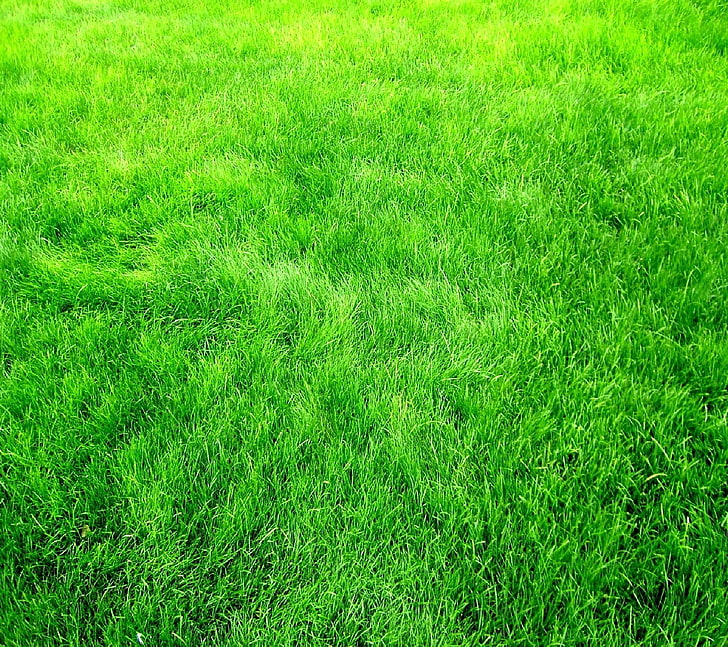 حقل العشب الأخضر والأخضر، خلفية HD