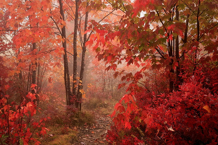 Park, Bäume, Ahornblätter, HD-Hintergrundbild