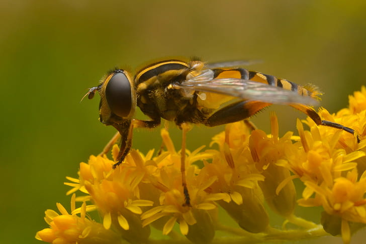 shallow depth of field photo of Hoverfly perching on yellow petaled flower, helophilus, helophilus, Helophilus pendulus, Sun, Fly, depth of field, photo, Hoverfly, yellow, flower, marsh, lover, insect, macro, sunlight, sunrise, nature, bee, close-up, animal, HD wallpaper