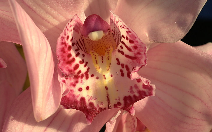 розовая моль орхидея, орхидея, цветок, лепестки, форма, цвет, HD обои