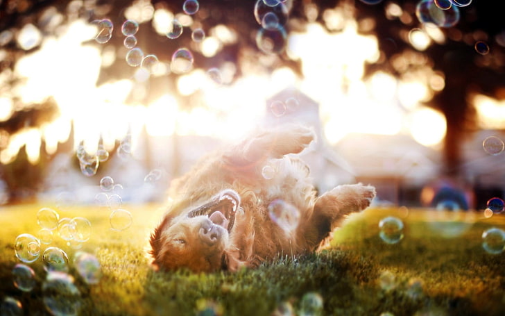 взрослый золотистый ретривер, собака, пузыри, игривый, солнечный свет, HD обои