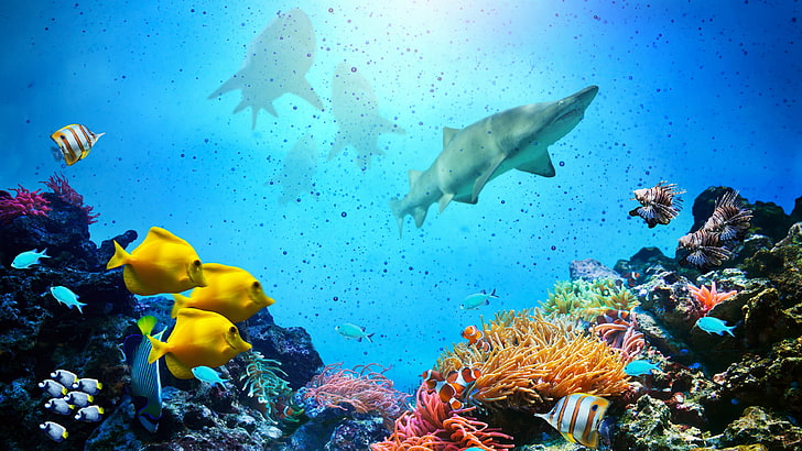 tropical fish coral reef picture with sharks, HD wallpaper