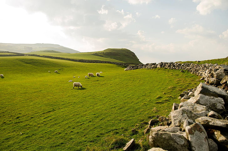 white sheeps, the sky, grass, stones, sheep, Northern Ireland, HD wallpaper