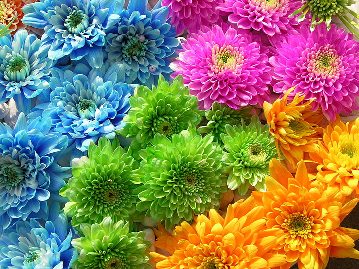 Aşırı Renkler Çiçekler, mavi, pembe, yeşil ve sarı çiçekler küçük resim, Doğa, Çiçekler, renkli, HD masaüstü duvar kağıdı