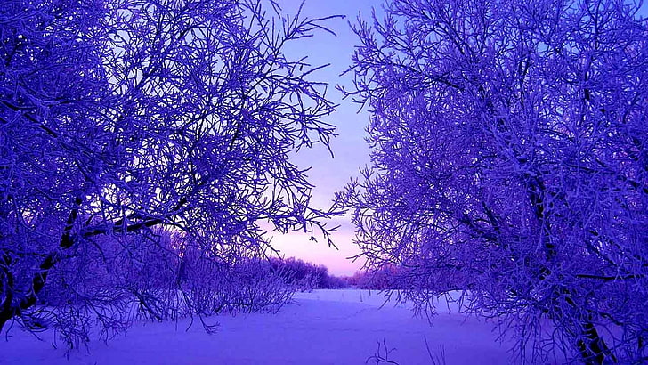дървета, зима, сняг, преспи, вечер, HD тапет