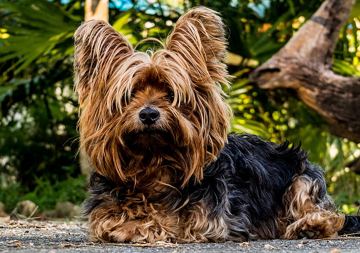 brown and black Yorkshier Terrier, yorkshire terrier, dog, shaggy, HD wallpaper