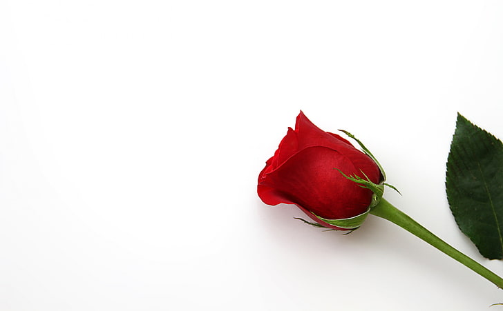 Linda flor rosa vermelha, flor rosa vermelha, amor, flor, rosa, férias, romântico, único, floral, dia dos namorados, redrose, HD papel de parede