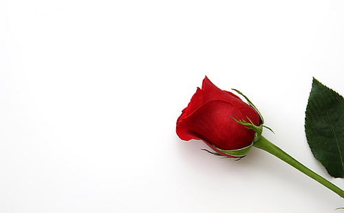 Vacker röd rosblomma, röd rosblomma, kärlek, blomma, ros, semester, romantisk, singel, blommig, alla hjärtans dag, rödros, HD tapet HD wallpaper