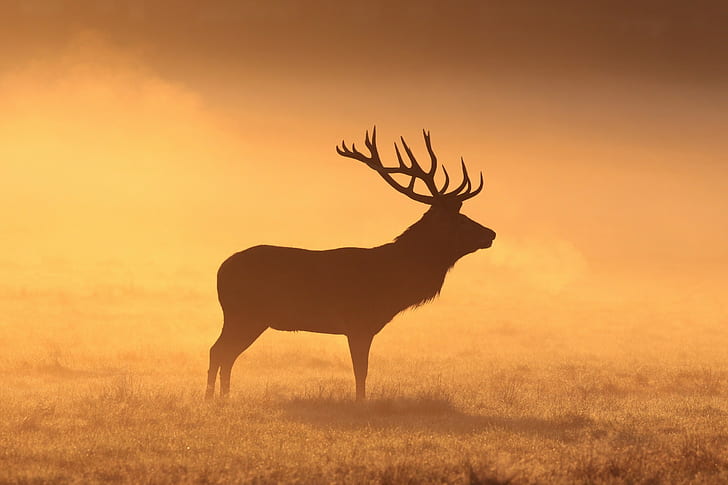 deer animals mammals stags silhouette grass field orange elk morning, HD wallpaper