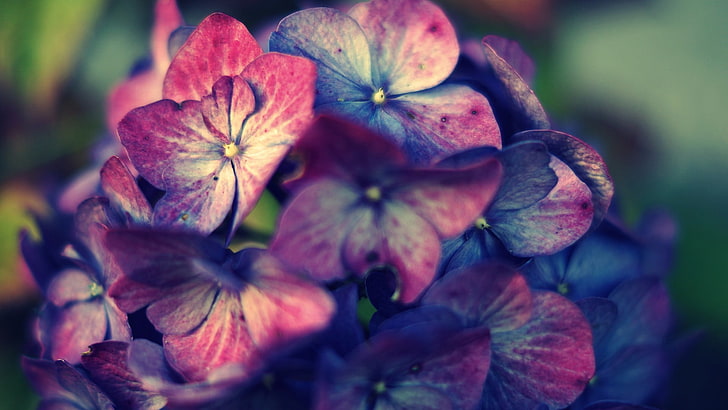 ดอกไม้กลีบดอกสีชมพู, ชมพู, ม่วง, ไฮเดรนเยีย, ดอกไม้, พืช, วอลล์เปเปอร์ HD