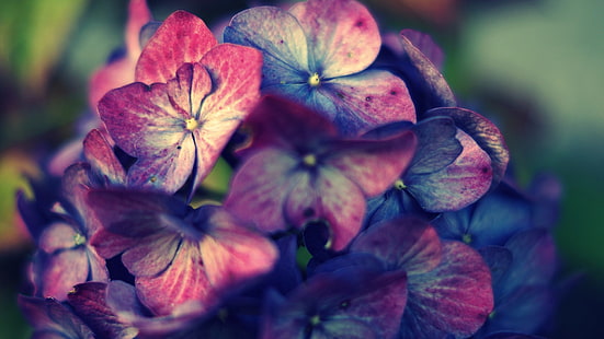 ดอกไม้กลีบดอกสีชมพู, ชมพู, ม่วง, ไฮเดรนเยีย, ดอกไม้, พืช, วอลล์เปเปอร์ HD HD wallpaper