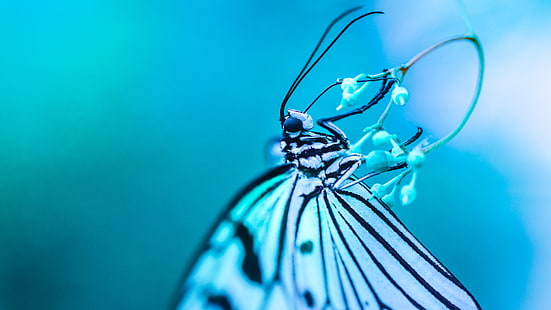 пеперуда, насекомо, синя пеперуда, фотография, лазурно, макро фотография, наблизо, опрашител, членестоноги, HD тапет HD wallpaper