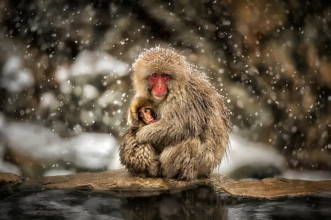 monkey, snow, macaques, baby animals, animals, hugging, wildlife, HD wallpaper HD wallpaper