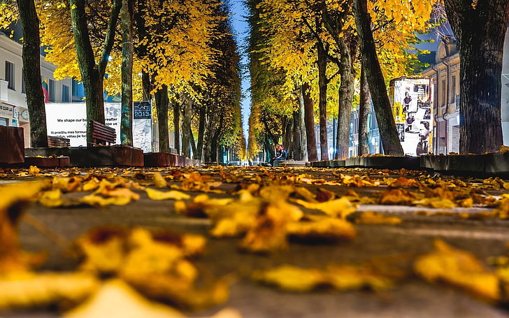желтый лист, коричневый лист на дороге, червяк, деревья, листья, осень, улица, Каунас, Литва, город, HD обои