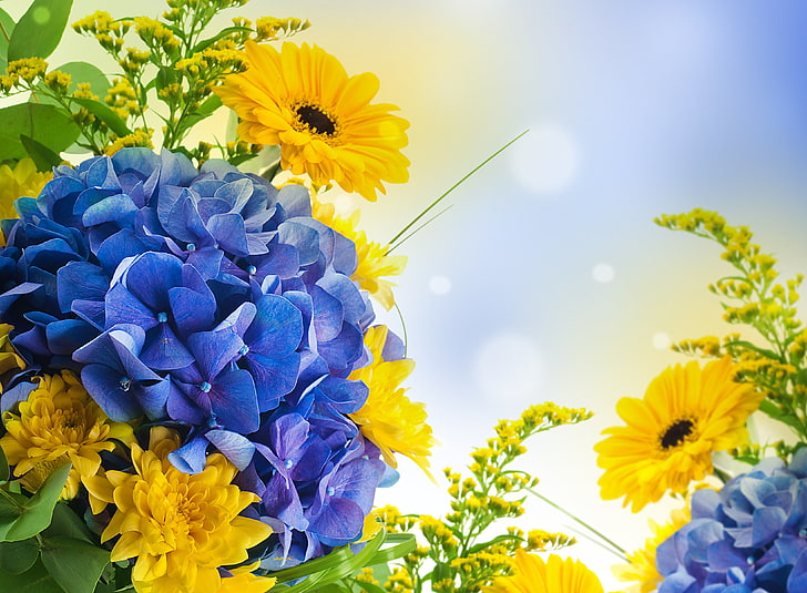 fiori gialli e blu, cielo, fiori, natura, giallo, luminoso, Sfondo HD