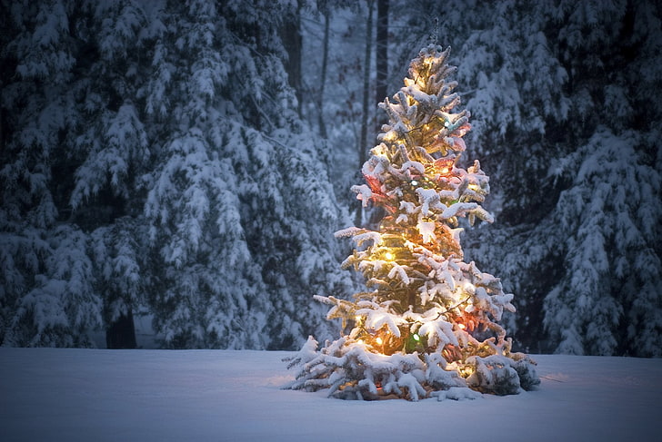 зелено коледно дърво, празник, Коледа, коледни светлини, коледно дърво, сняг, зима, HD тапет