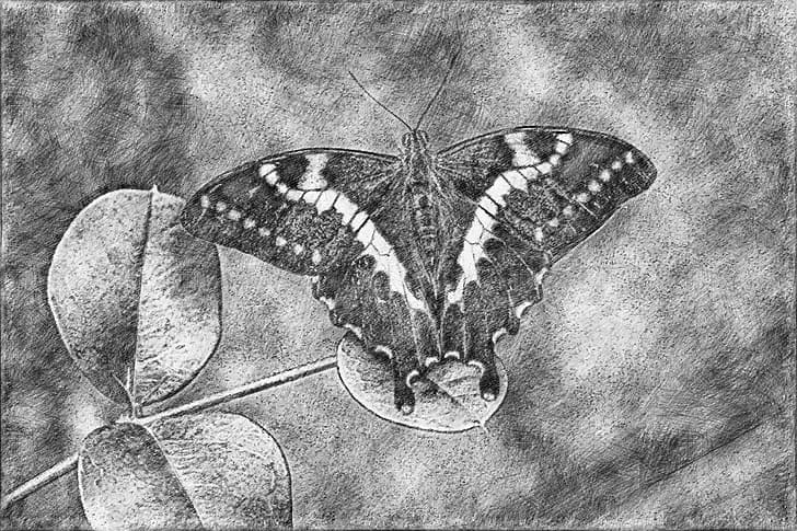 Mariposa, obra de arte, dibujo, dibujo a lápiz, Fondo de pantalla HD |  Wallpaperbetter